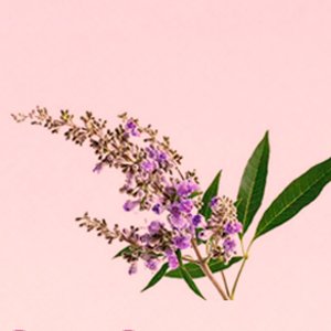 Chasteberry Extract