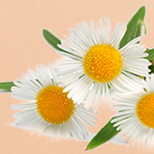Chamomile