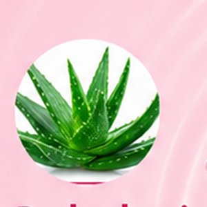Aloe Barbadensis
